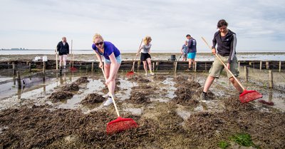 Studenten harken zeewier op zoek naar mosselen -- klik op de afbeelding om te vergroten